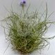 Tillandsia Mallemontii PULK/S