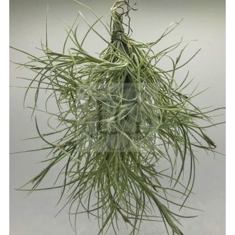Tillandsia recurvata PULK/L kötözve 