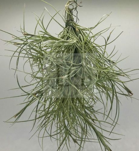 Tillandsia recurvata PULK