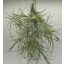 Tillandsia recurvata PULK/L kötözve 
