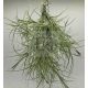 Tillandsia recurvata PULK