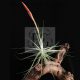 Tillandsia Schiedeana