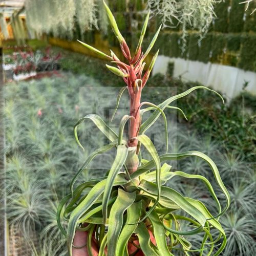 Tillandsia Streptophylla 