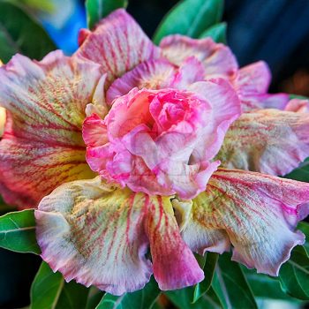 Adenium obesum (S-43) Adenium obesum (S-43)