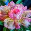 Adenium obesum (S-43)