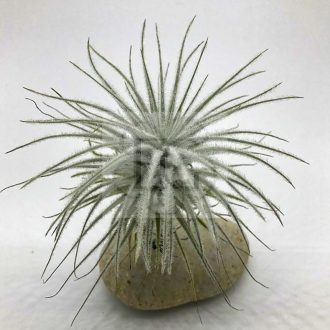 Tillandsia tectorum var. snow L