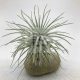 Tillandsia tectorum var. snow L