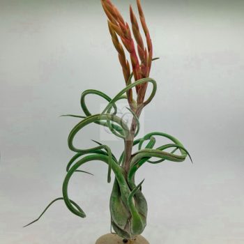 Tillandsia Caput Medusae/M Tillandsia Caput Medusae/M
