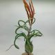 Tillandsia Caput Medusae/M