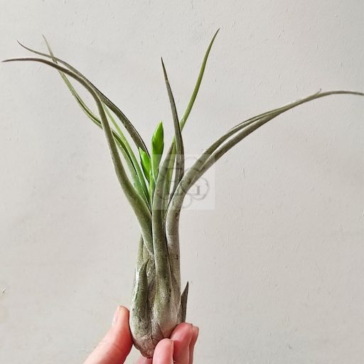 Tillandsia Caput Medusae/M