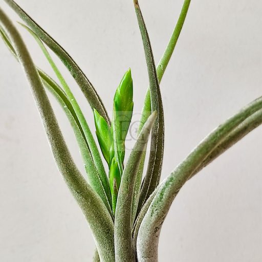 Tillandsia Caput Medusae/M