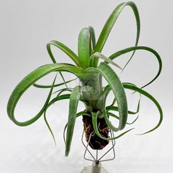 Tillandsia Curly Slim/XL Tillandsia Curly Slim/XL