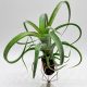 Tillandsia Curly Slim/XL