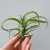 Tillandsia Curly Slim