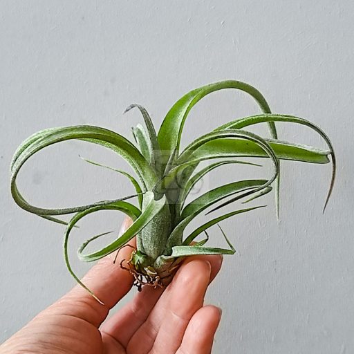Tillandsia Curly Slim/XL