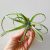 Tillandsia Curly Slim