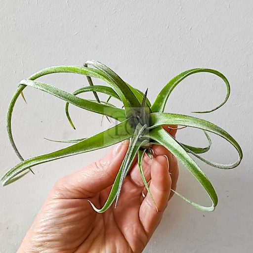Tillandsia Curly Slim/XL