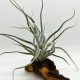 Tillandsia Ehlersiana