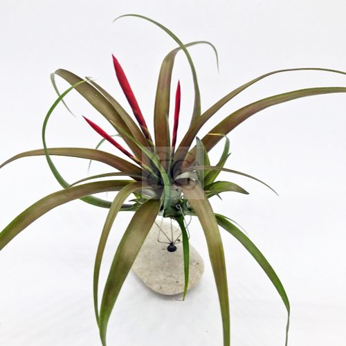 Tillandsia Flabellata var. Spirit/L