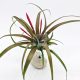 Tillandsia Flabellata var. Spirit/L