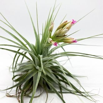 Tillandsia Gardneri