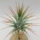 TILLANDSIA IONANTHA VAR. IONANTHA