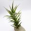 Tillandsia Purpurea "Shooting Star" 