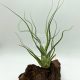 Tillandsia Seleriana hibrid magonc