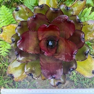 Neoregelia Ninja X Nelson