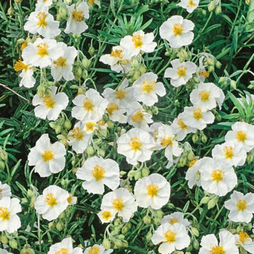 Helianthemum nummularium "The Bride"-Napvirág 