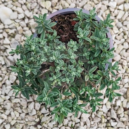 Helianthemum nummularium "The Bride"-Napvirág 