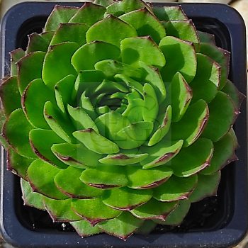 Sempervivum grandiflorum from "Nufenen Pass"-Kövirózsa   Sempervivum grandiflorum from "Nufenen Pass"-Kövirózsa