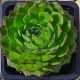 Sempervivum sp.05