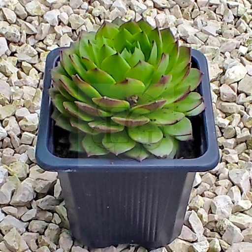 Sempervivum grandiflorum from "Nufenen Pass"-Kövirózsa