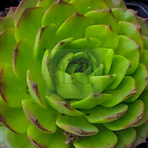 Sempervivum grandiflorum from "Nufenen Pass"-Kövirózsa