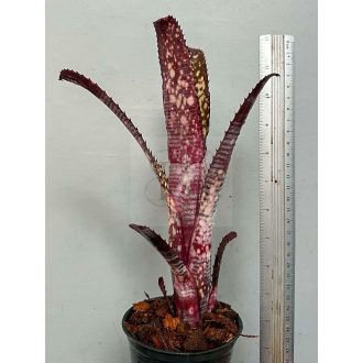 Billbergia Berry Blast