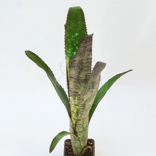 Billbergia Berry Blast