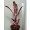 Billbergia Berry Blast
