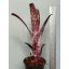 Billbergia Berry Blast