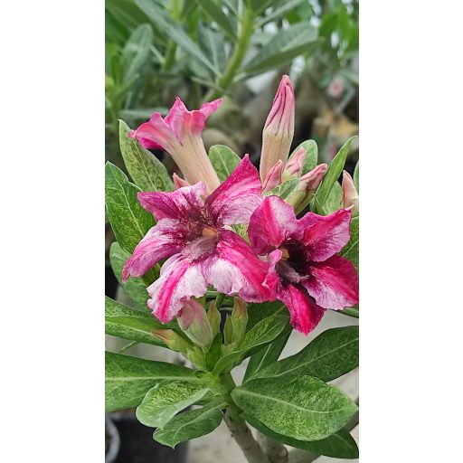 Adenium obesum "Purple Rain" (1037)