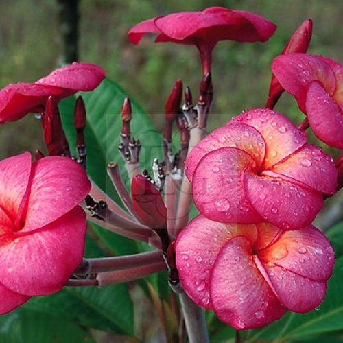 Plumeria rubra "Sangwan Tabtim aka Super Round/J115