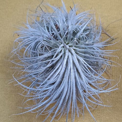 Tillandsia Tectorum Futzy Clump