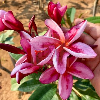 Plumeria rubra "Vera Fantasy" magok