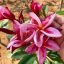 Plumeria rubra "Vera Fantasy" magok
