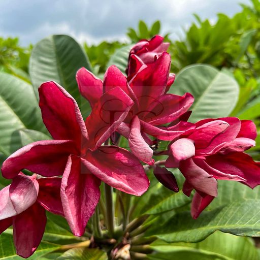 Plumeria rubra "Vera Fantasy" magok