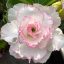 Adenium obesum (TQCB7)