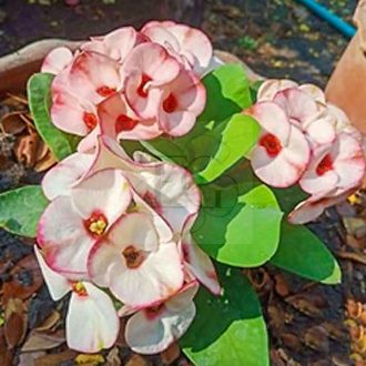 Euphorbia milii "Tilly Birds" (98)