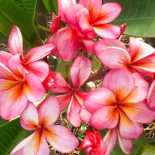 Plumeria rubra "Rio aka Streak"