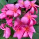 Plumeria rubra "Charlotte Ebert" magok