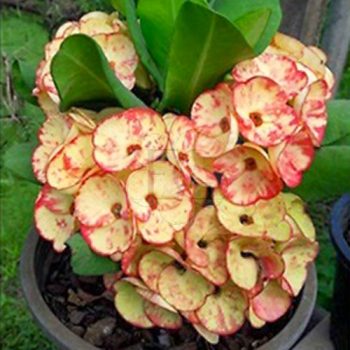 Euphorbia milii "Golden Bell" (91)